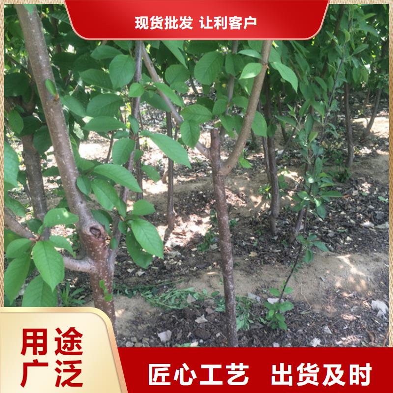 樱桃梨树苗工厂采购保障产品质量