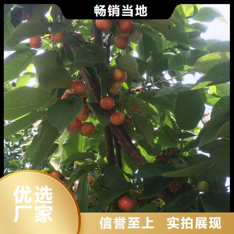 樱桃-无花果苗好产品有口碑厂家直销