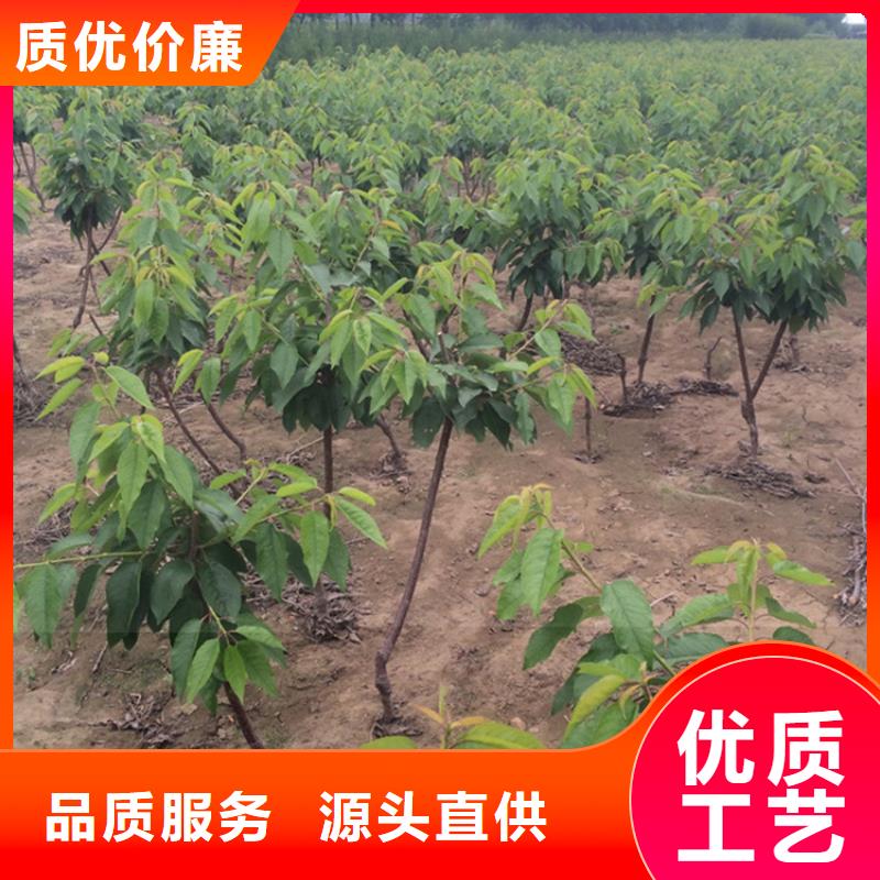 【樱桃】-桃树苗标准工艺无中间商厂家直销