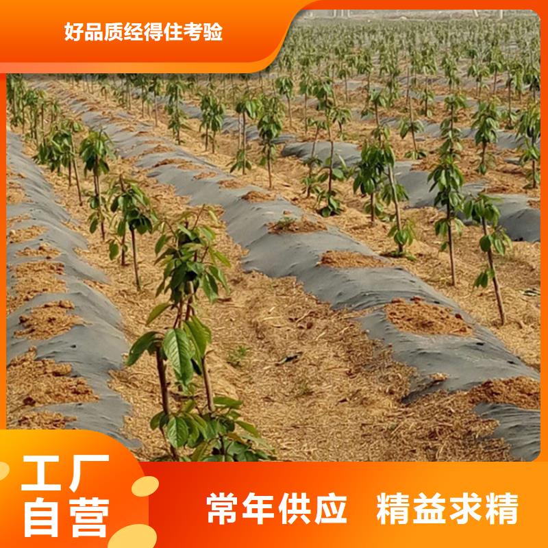 【樱桃樱桃苗支持定制】专注细节更放心