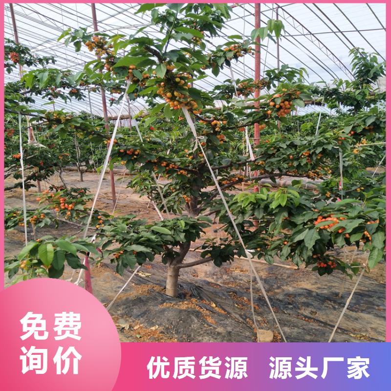 【樱桃】无花果苗厂家自营多种规格供您选择