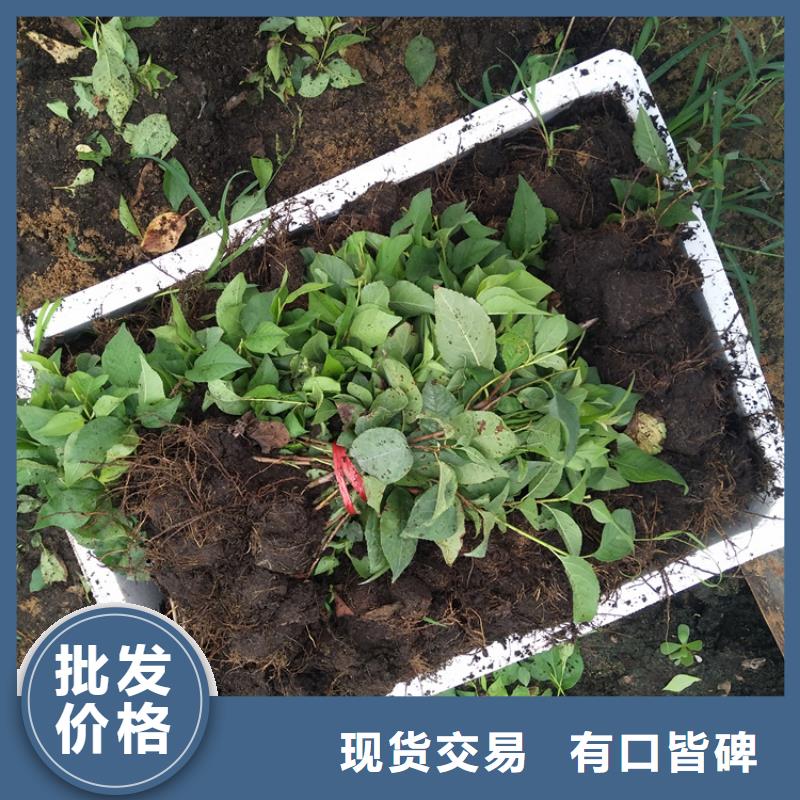 樱桃嘎啦苹果多家仓库发货细节之处更加用心