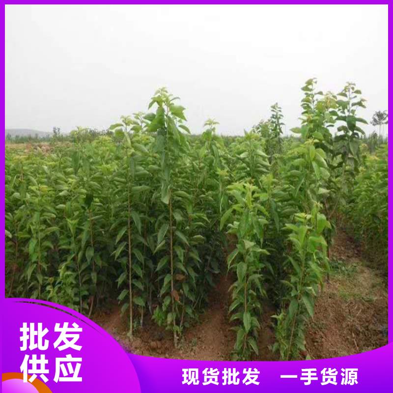 樱桃樱桃苗海量现货直销厂家供应