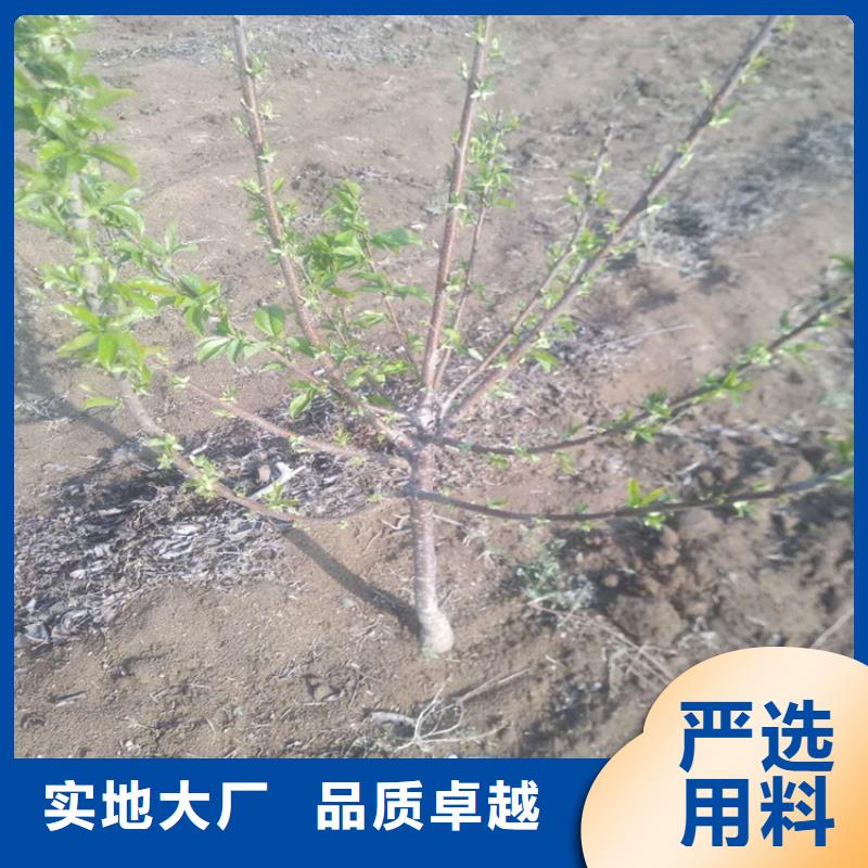 樱桃苹果苗一站式供应产地直供