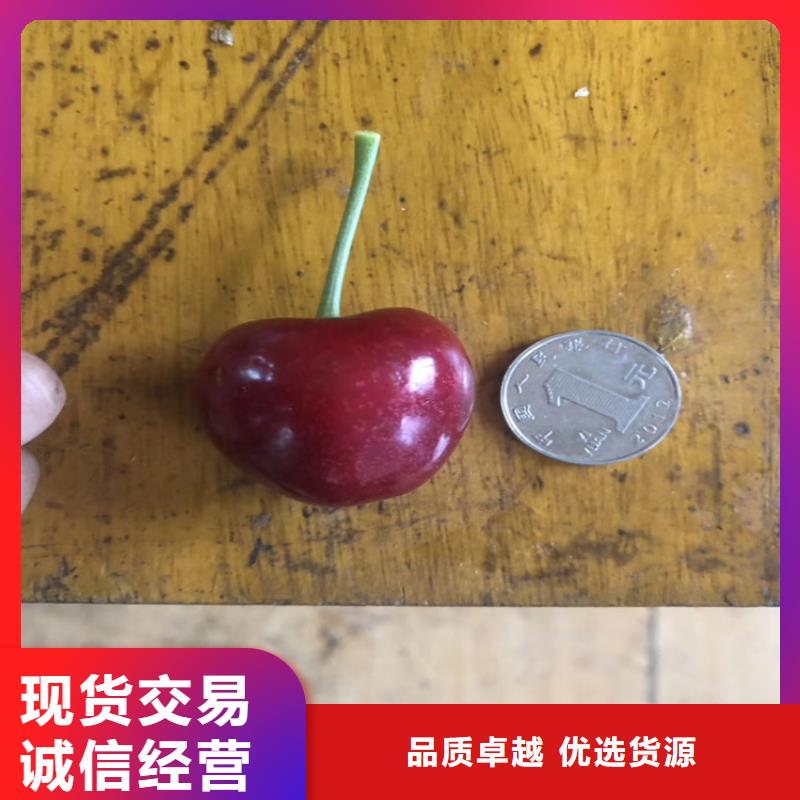 樱桃_无花果苗值得信赖附近生产商