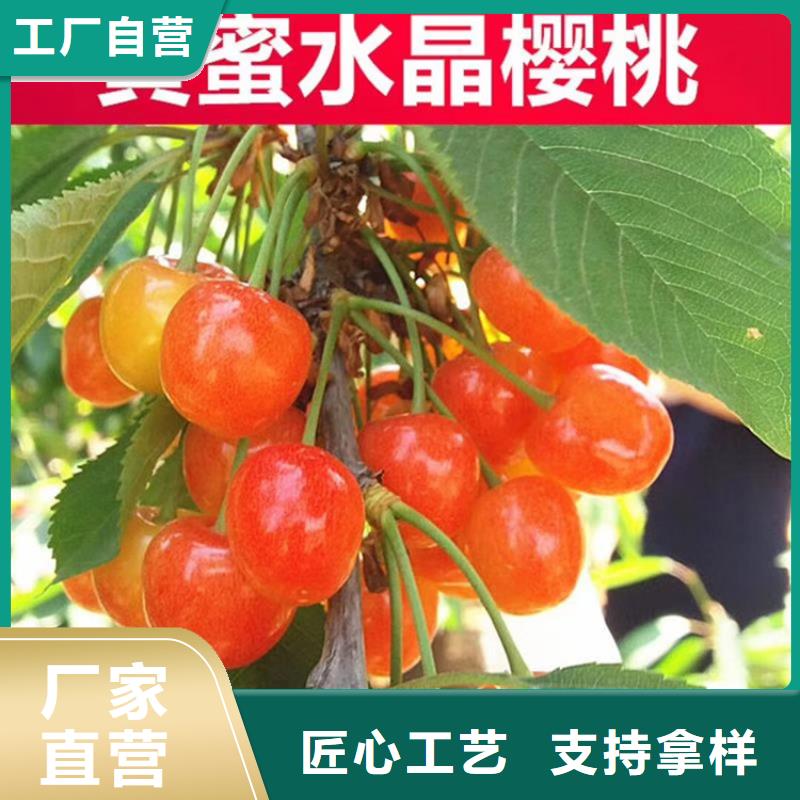 樱桃蓝莓苗价格合理使用方法