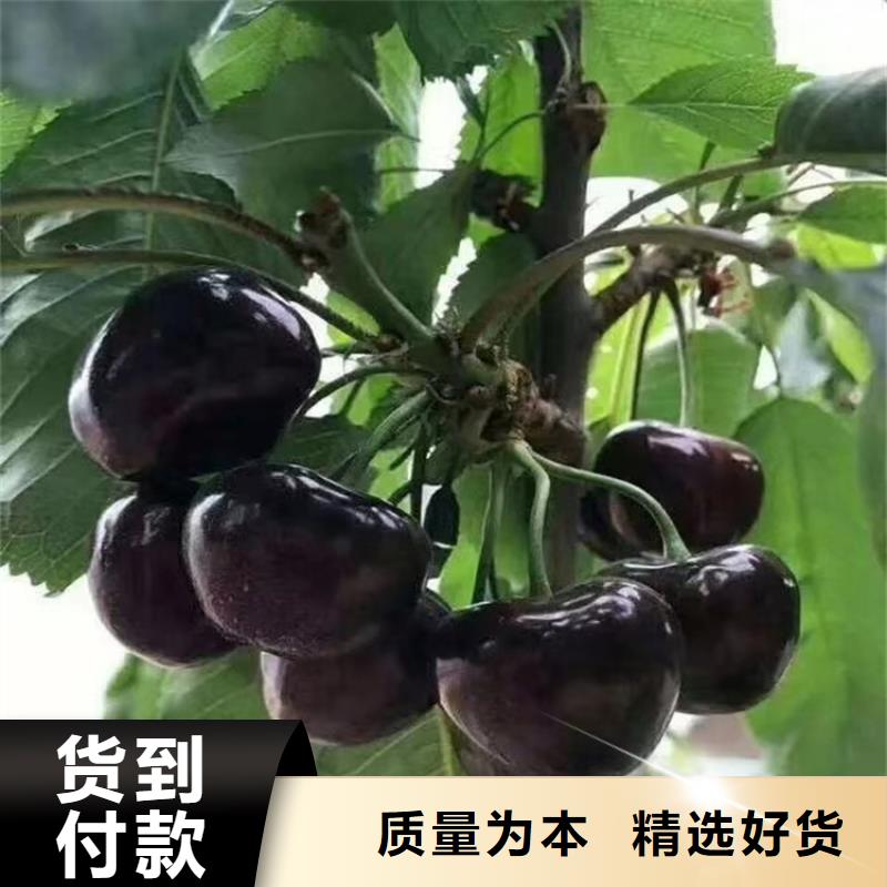 樱桃,板栗苗真材实料海量货源