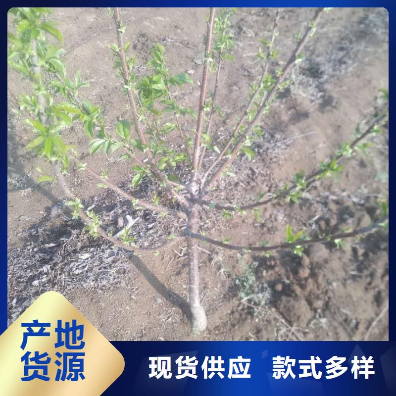 樱桃桃树苗N年生产经验本地品牌