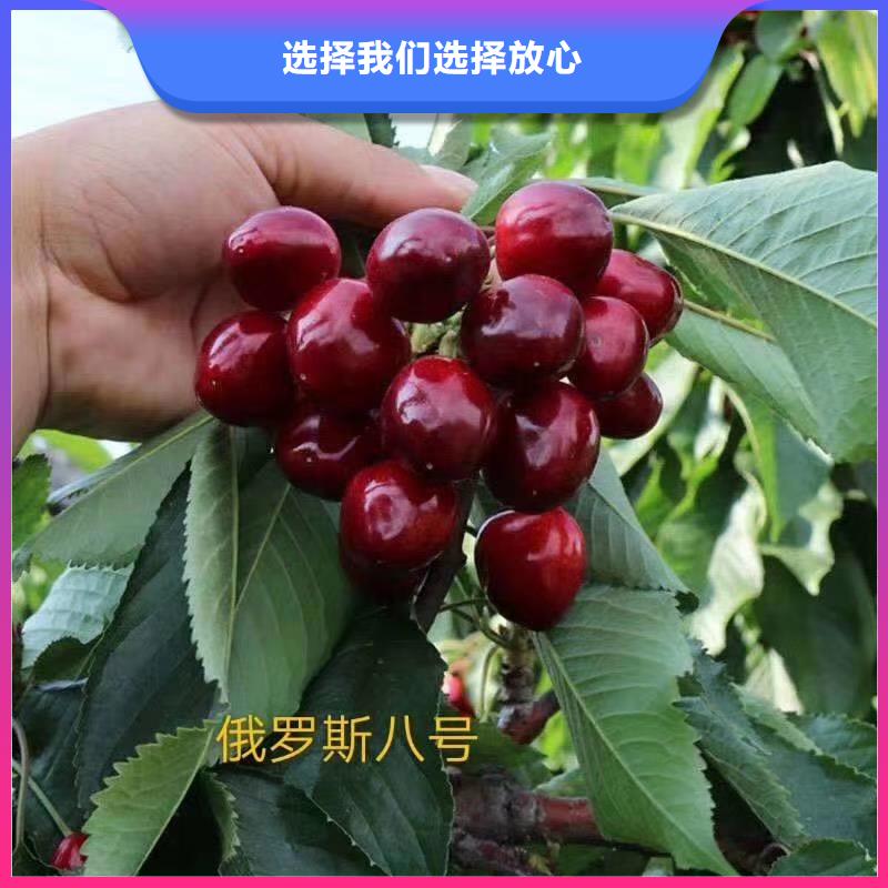 樱桃_无花果苗细节严格凸显品质当地生产商