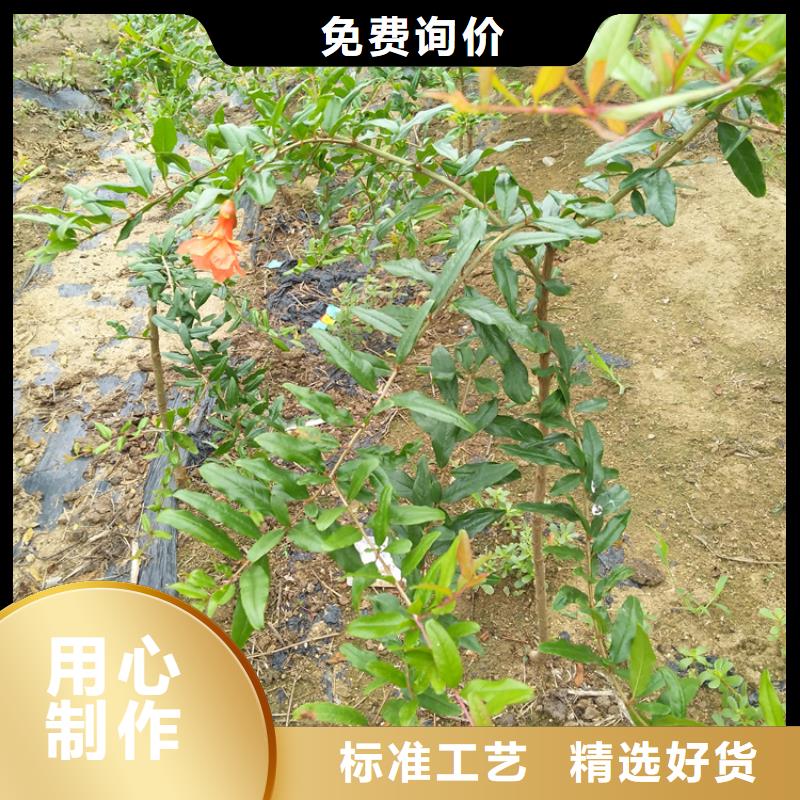 石榴苹果苗放心购价格实在