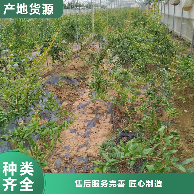 石榴石榴树好产品有口碑信誉至上