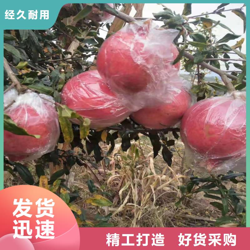 【石榴无花果苗规格齐全】品种全