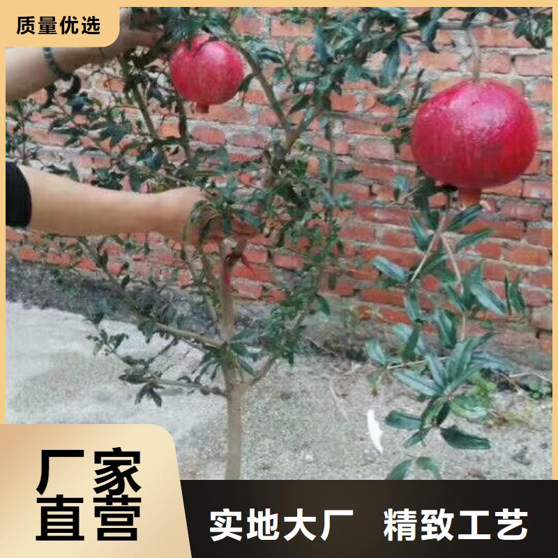 石榴石榴树优势厂家货源