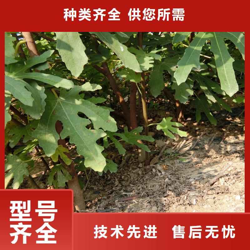 无花果嘎啦苹果出厂严格质检免费寄样