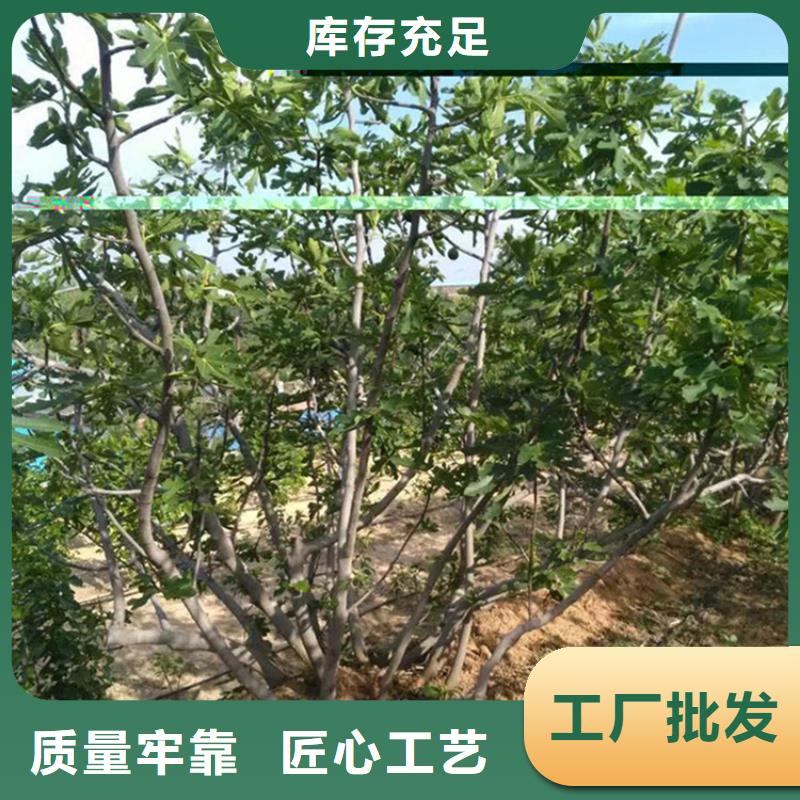 【无花果】桃树苗好产品有口碑老客户钟爱