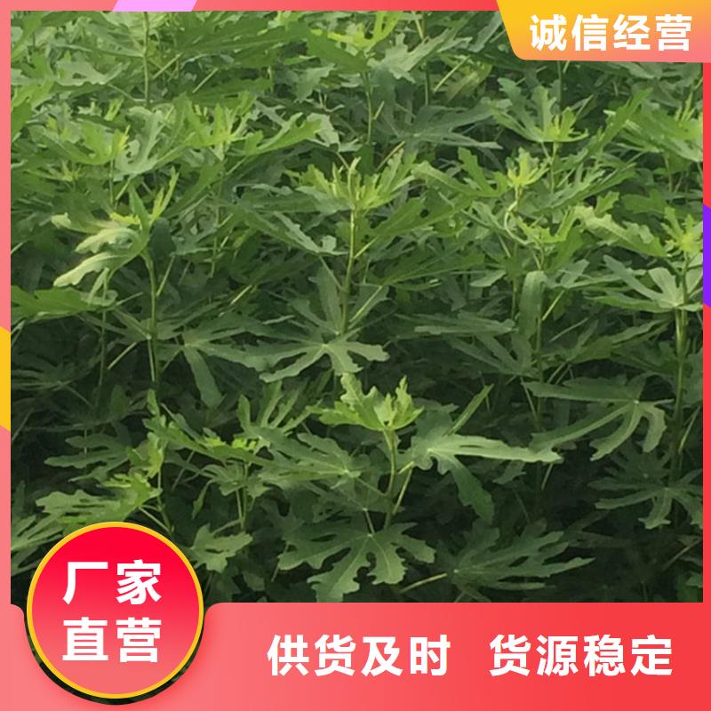 【无花果】蓝莓苗真正让利给买家当地厂家