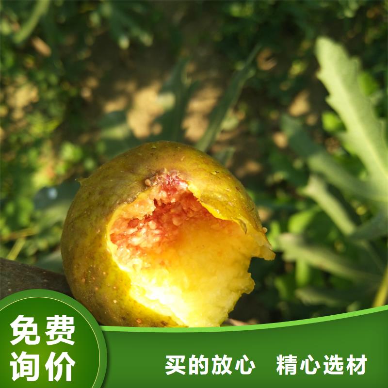 无花果樱桃苗拒绝差价保质保量