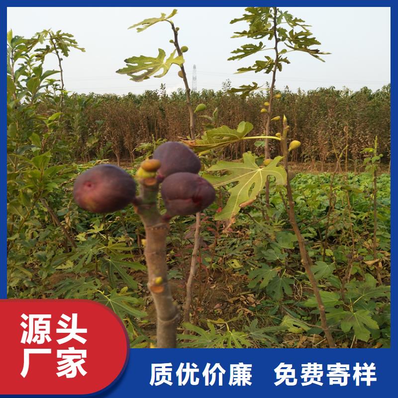 无花果桃树苗值得买保障产品质量