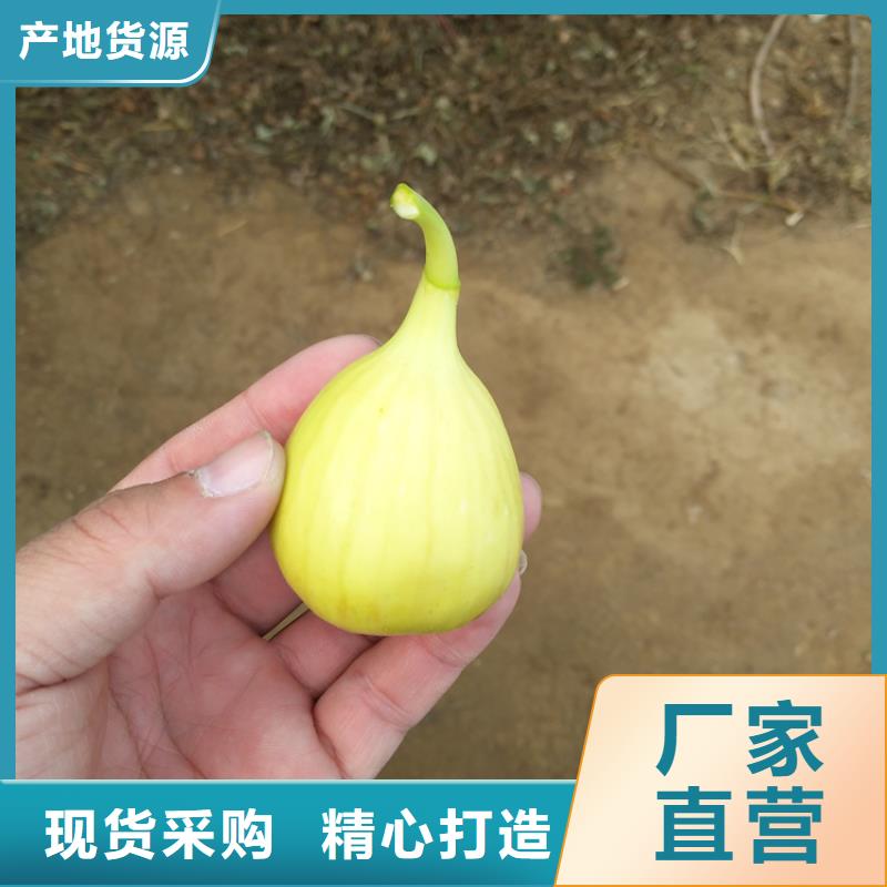 无花果桃树苗精工细致打造质量层层把关