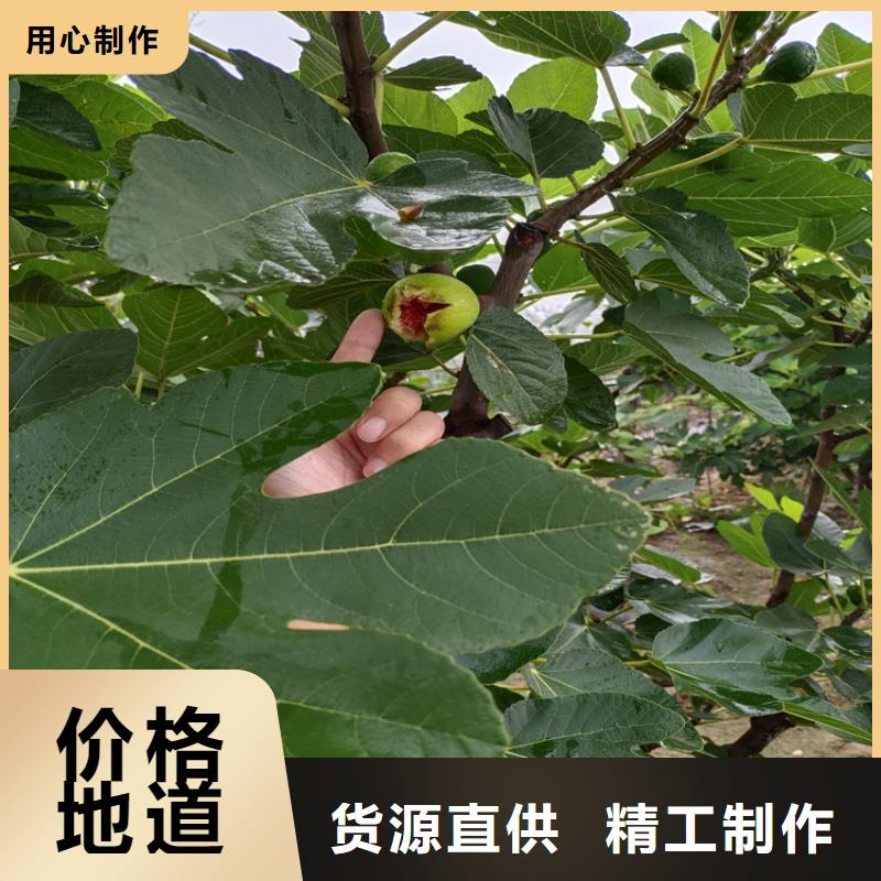 【无花果樱桃苗应用领域】种类齐全