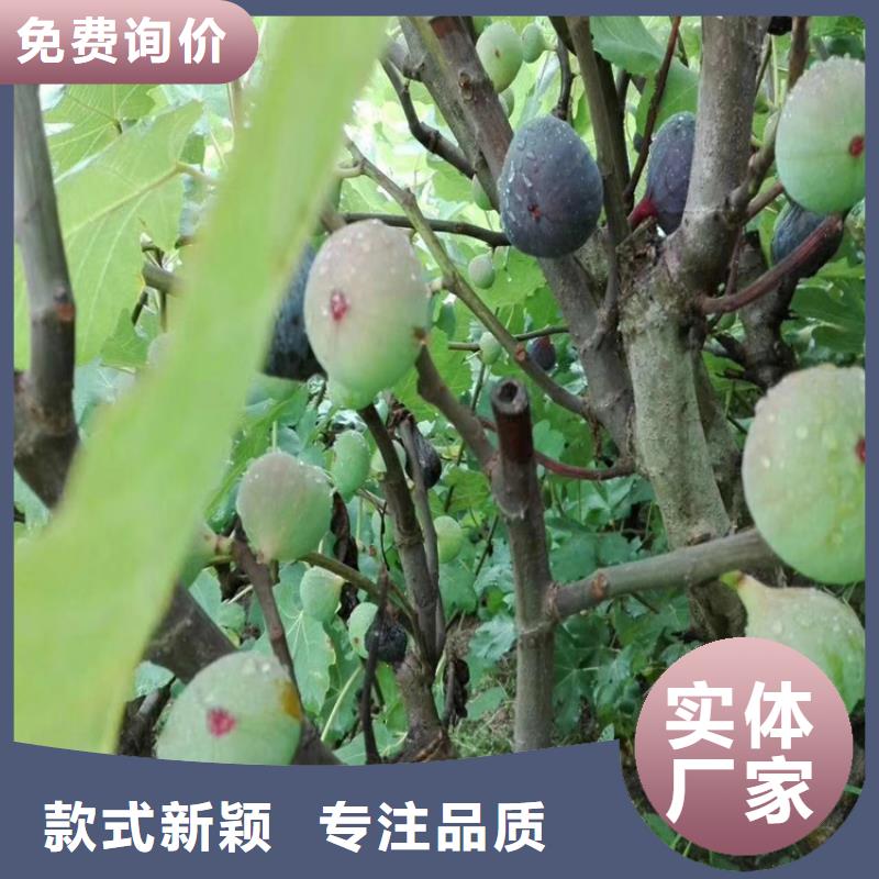 【无花果樱桃苗定制定做】好产品价格低