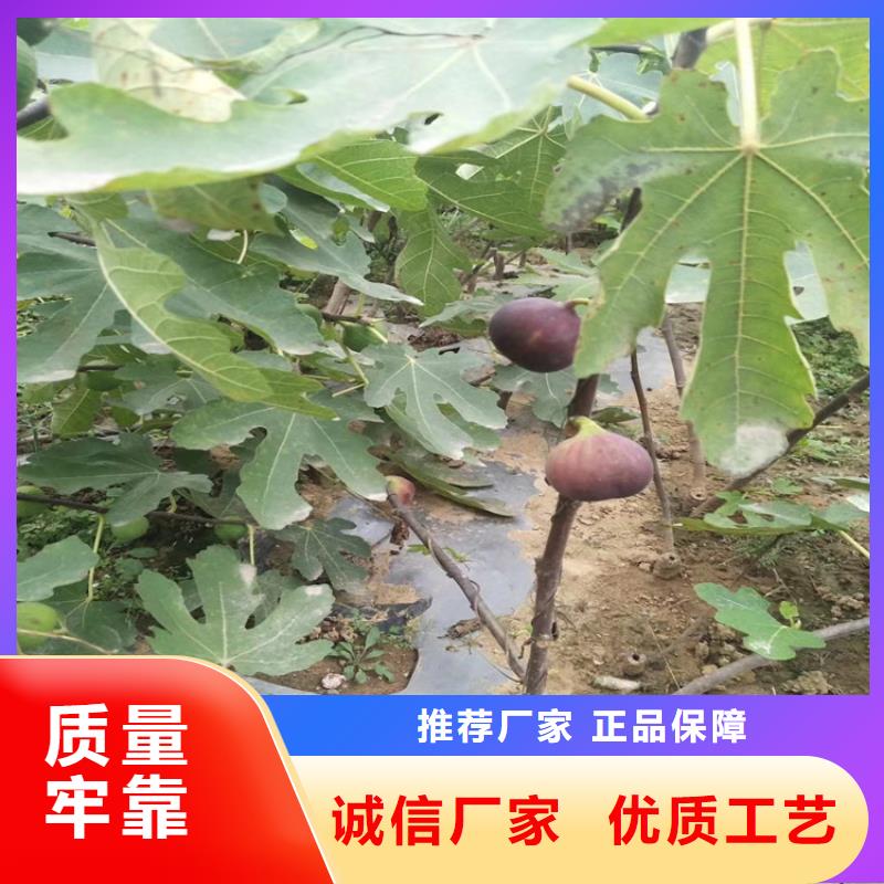 无花果_石榴苗实体厂家支持定制一手价格