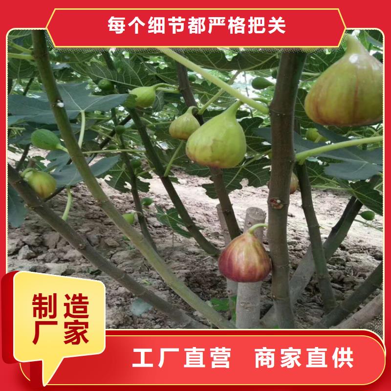 无花果苹果苗厂家质量过硬当地厂家