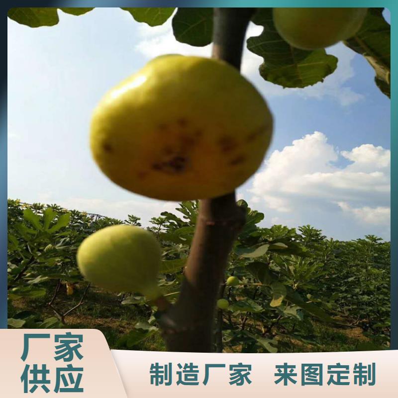 无花果梨树苗实拍展现附近品牌