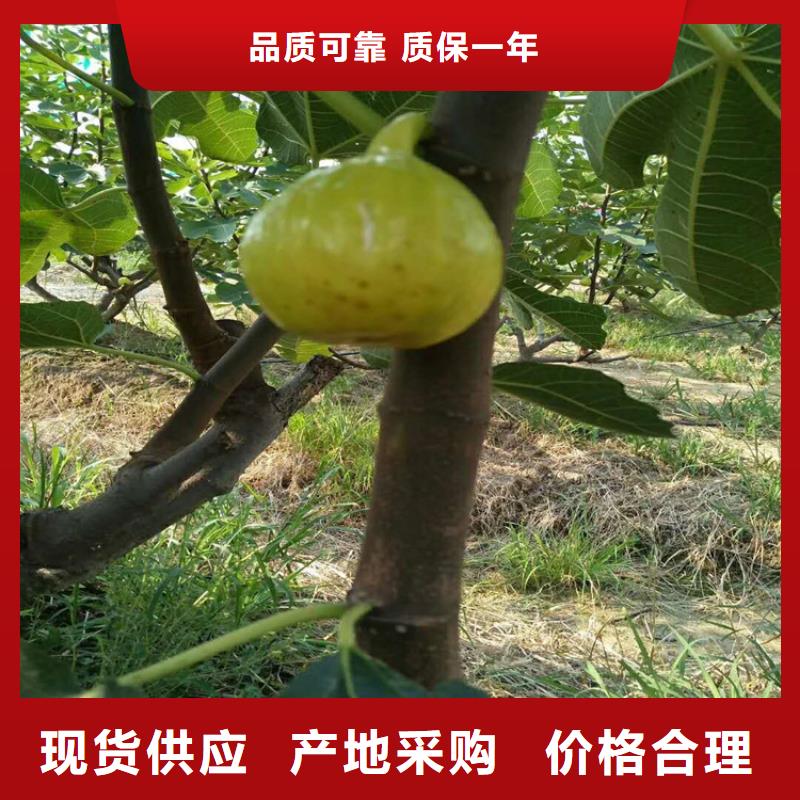 无花果3公分软籽石榴苗供您所需款式新颖