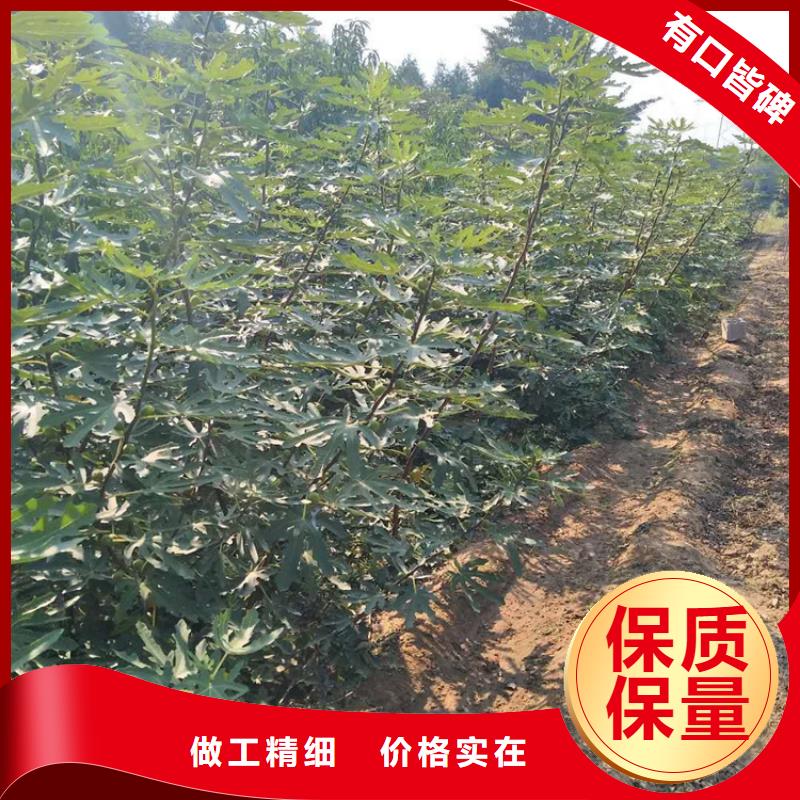 无花果,石榴树厂家直销供货稳定细节之处更加用心