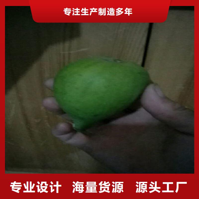 无花果_梨树苗厂诚信经营质量三包