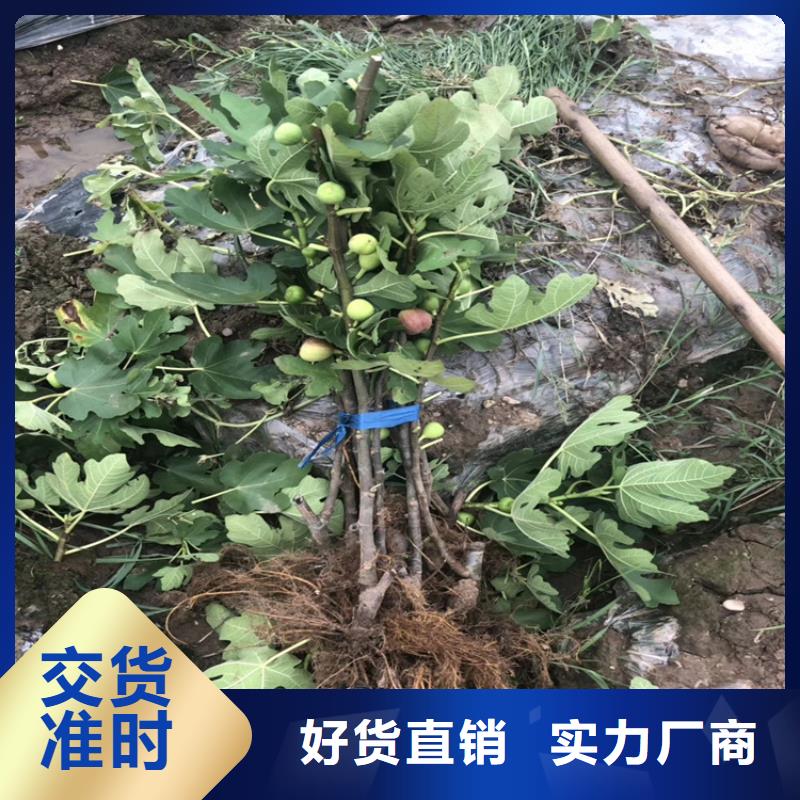 无花果,樱桃苗为您精心挑选本地货源