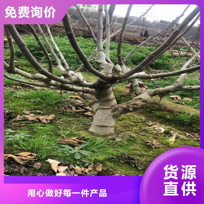 无花果桃树苗质检合格出厂性能稳定