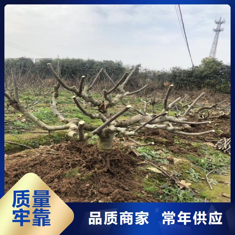 【无花果】樱桃苗质量层层把关多年经验值得信赖