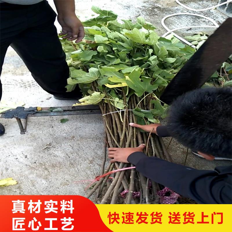 无花果蓝莓苗用心经营生产安装