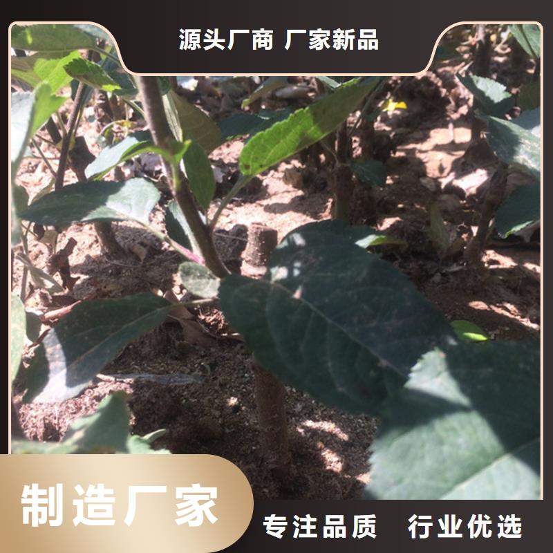 【苹果苹果苗服务周到】设备齐全支持定制