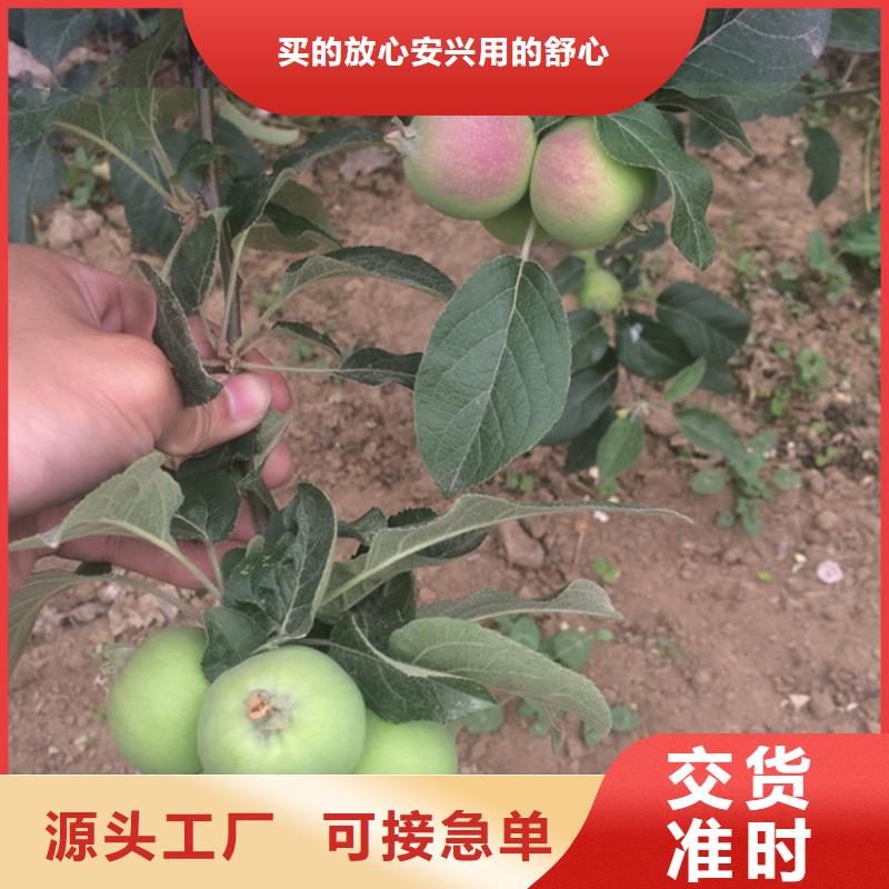 【苹果板栗苗厂家实力大】同城货源