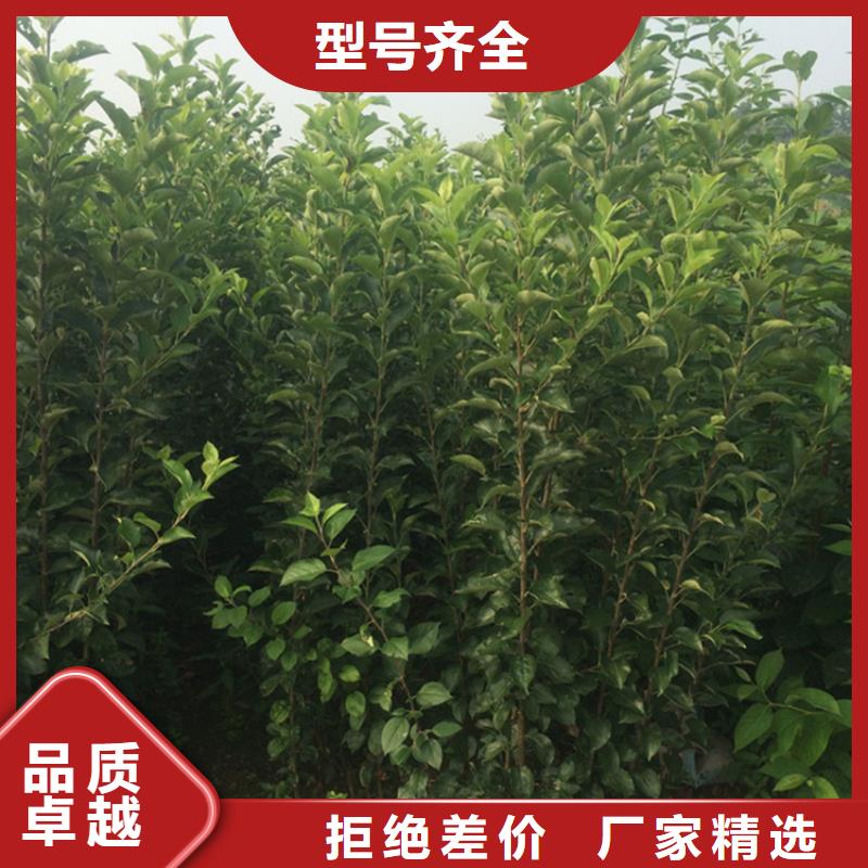 苹果-葡萄苗严格把关质量放心生产加工