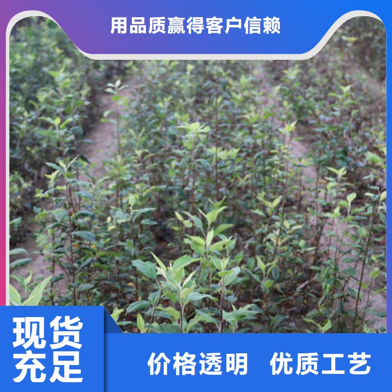 苹果樱桃苗一站式采购商家本地公司