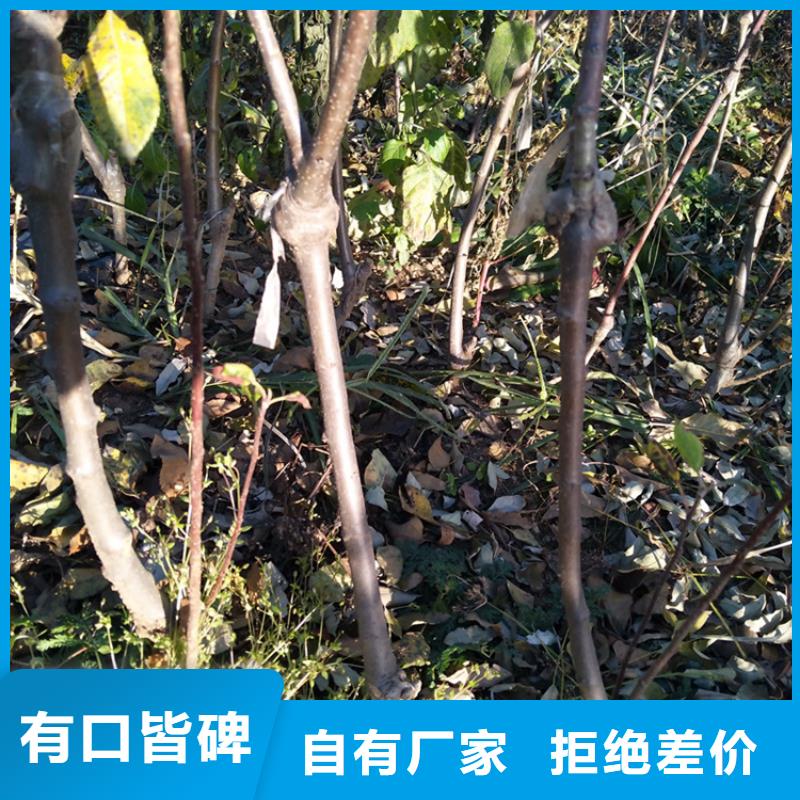 苹果樱桃苗诚信经营市场行情