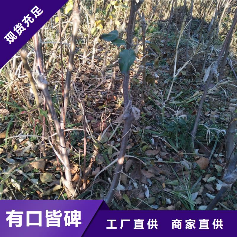 苹果石榴树严谨工艺厂家直营