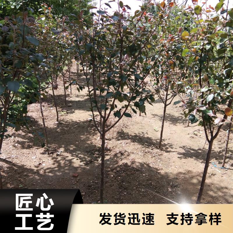 苹果_蓝莓苗高质量高信誉同城服务商