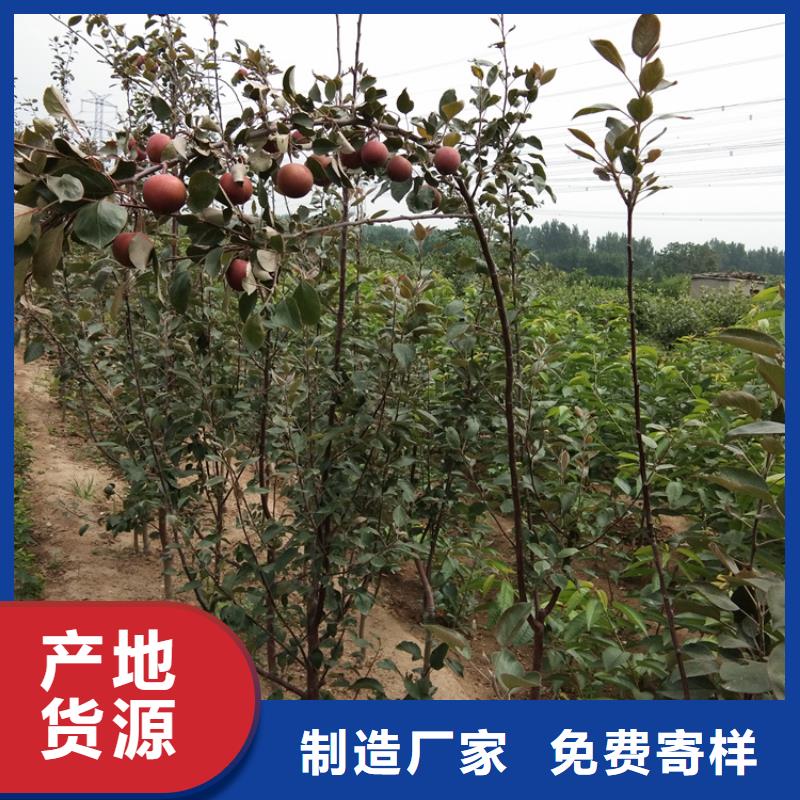 苹果西瓜番石榴苗批发供应当地货源