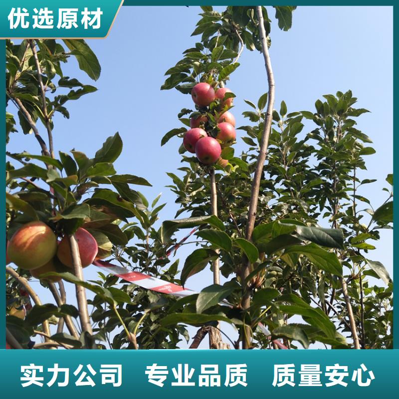 苹果【石榴树】源头厂商当地品牌