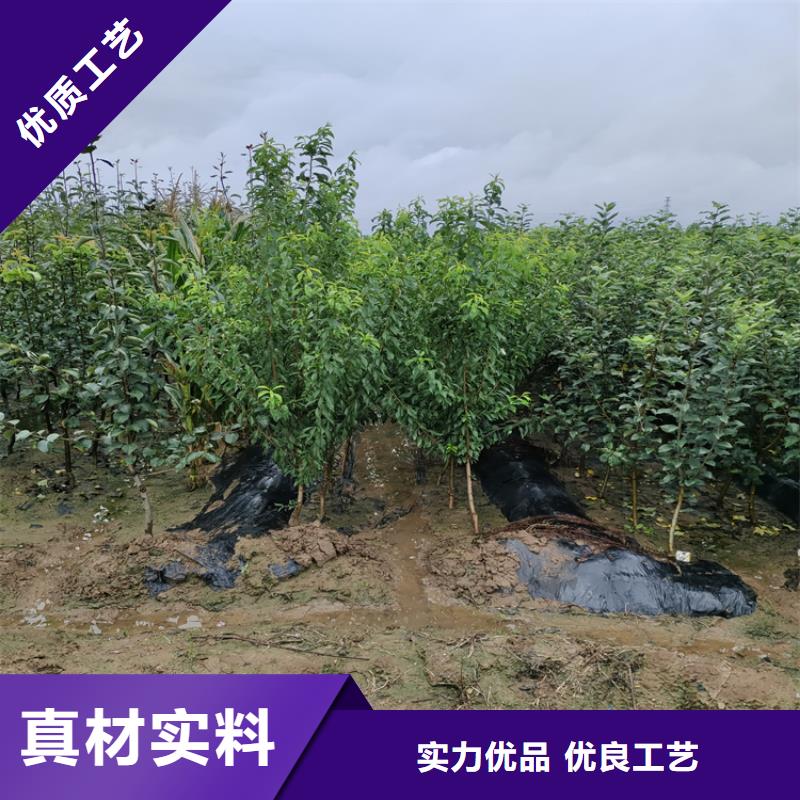 【苹果蓝莓苗源头厂源头货】好品质售后无忧