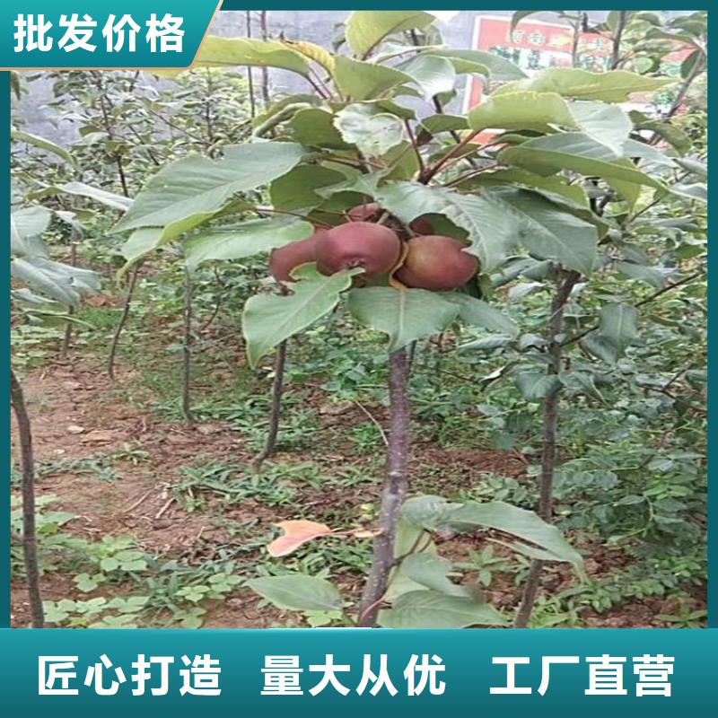 苹果苹果苗质量三包同城厂家