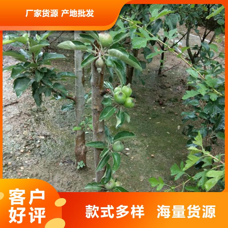 苹果苹果苗选择大厂家省事省心生产经验丰富