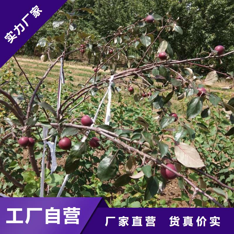 【苹果】-梨树苗免费获取报价发货及时