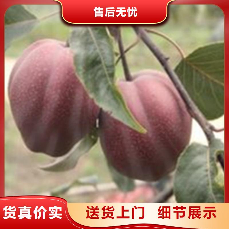 梨树樱桃苗全新升级品质保障本地生产厂家