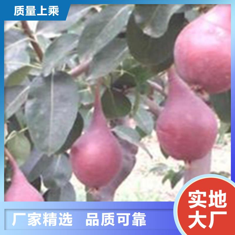 【梨树无花果苗多年厂家可靠】库存量大